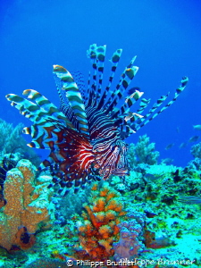 Pterois volitans by Philippe Brunner 